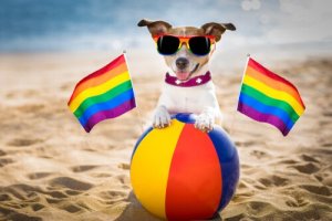 Est-il possible que les chiens soient homosexuels ?