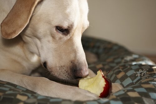 chien souffrant d'une infection urinaire