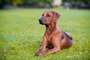 Que faire si mon chien se fait piquer par une abeille ?