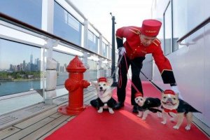 chien à notre mariage