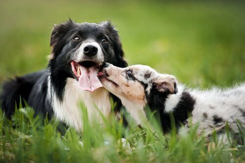 les animaux ressentent l'hormone de l'amour