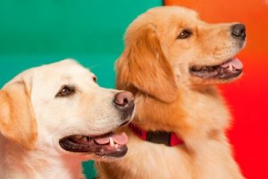 Des chiens dressés pour détecter l'épilepsie