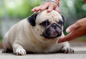 Les dangers du surpoids chez les chiens