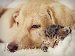 Découvrez les chansons de Bob Dylan sur les animaux