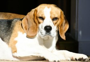 Faites la connaissance des chiens grincheux