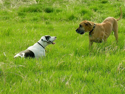 mon chien est-il devenu fou ?