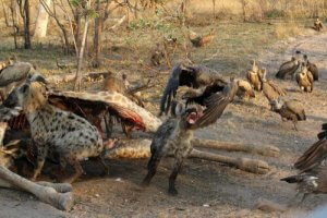 Cleptoparasitisme : exemples et anecdotes