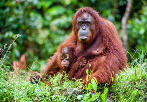 orang-outan