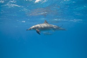 Découvrez comment dorment les dauphins