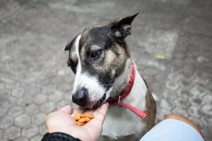 Comment se déroule la digestion des chiens ?