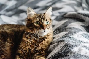 Dormir avec un chat, avantages et inconvénients