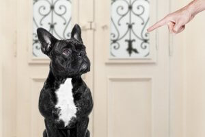 Quelles erreurs commet-on dans le dressage d'un chien ?