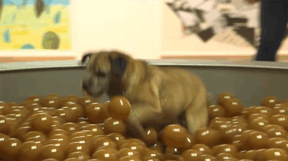 exposition pour chiens