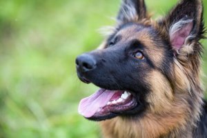 Favorisez la confiance en soi de son chien