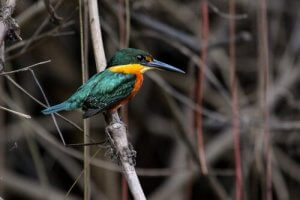 martin-pêcheur nain