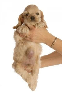 La hernie ombilicale chez les chiots