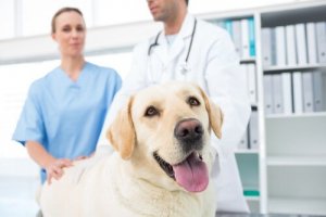 La castration est-elle la solution face à l'agressivité ?