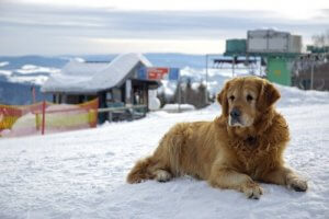 Où est-ce que les célébrités laissent leurs animaux ?