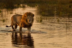 Les lions qui chassent des animaux marins