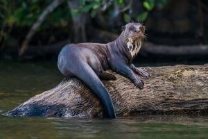 Biologie de la loutre géante