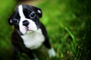 Comment apprendre le self-control à un chien ?