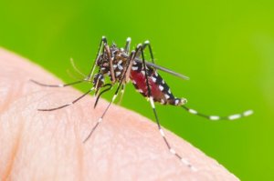 Les maladies transmises par les insectes