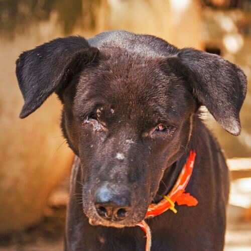 chien ayant été victime de maltraitance