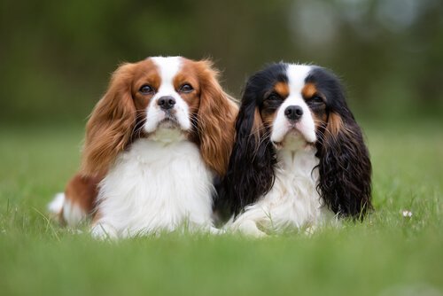 il est démontré que l'hormone de l'amour influence les animaux