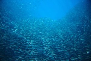 migrations des sardines