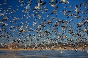 Les migrations massives les plus surprenantes