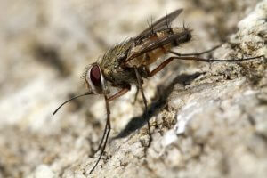 Mouche charbonneuse chez le chien : traitements