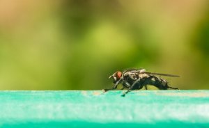 la mouche tsé-tsé fait partie des insectes qui transmettent des maladies