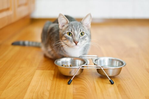 les moustaches permettent au chat d'améliorer sa mauvaise vision de près