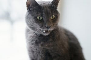 Comment savoir si votre chat est en colère ?