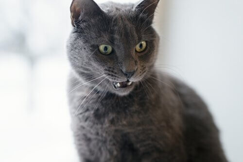 les moustaches sont essentielles pour le chat
