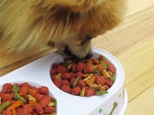 Comment choisir la meilleure nourriture pour chiens ?