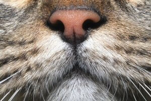 Le sens de l'odorat chez les chats