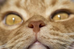 odorat chez les félins