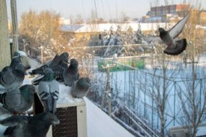 7 façons de faire fuir les pigeons