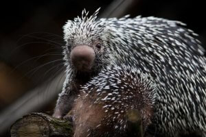 Découvrez l'adorable porc-épic du Brésil