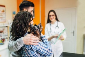 Quelques précautions à prendre au moment d'emmener votre chien chez le vétérinaire