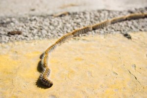 A quoi ressemble le processionnaire du pin ?