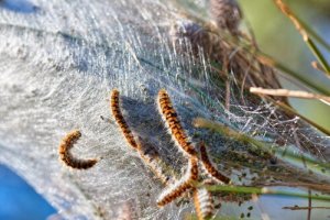 nid de processionnaire du pin