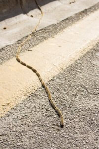 processionnaire du pin et les chiens