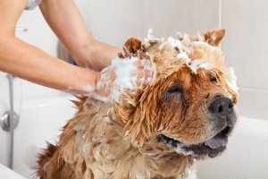 Pouvons-nous utiliser nos produits d'hygiène sur les animaux ?