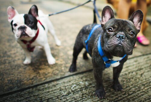 le métier de promeneur de chiens