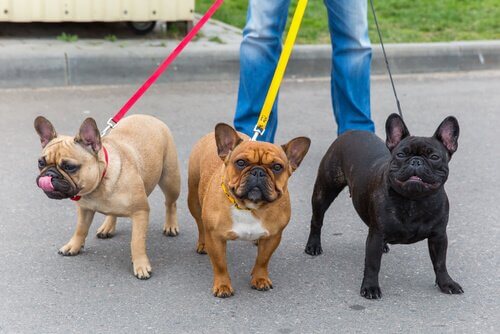 conseils pour être promeneur de chiens