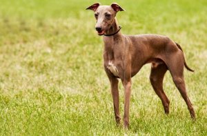 Races de chiens que vous n'avez probablement jamais vues