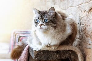 Le ragdoll, le chat qui ressemble beaucoup aux chiens