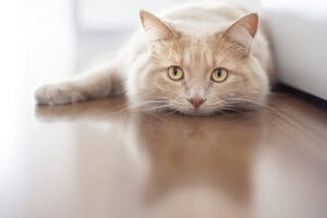 odorat chez les chats